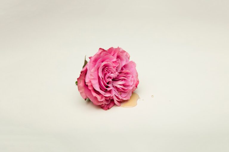 pink rose on white surface